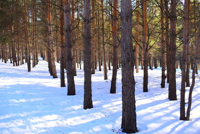 Trees on snow covered land