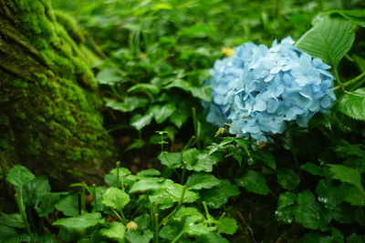 Close-up of flowering plant