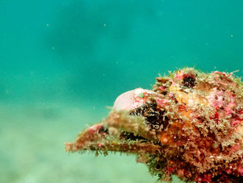 Close-up of jellyfish swimming in sea