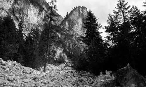 Trees growing on rocks in forest