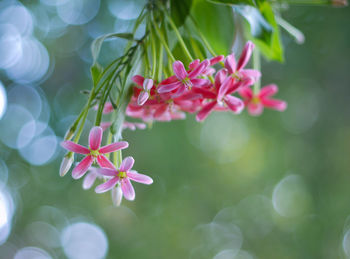 Close-up of pink flowering plant