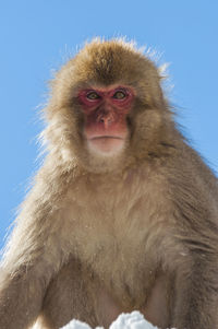 Snow monkey on the snow