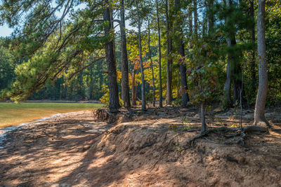 Pine trees in forest