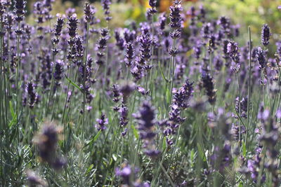 Close-up of purple flowering plants on field