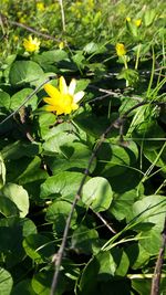 Close-up of insect on yellow flower