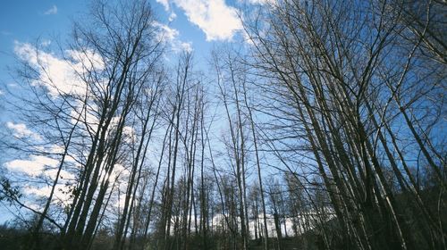 Low angle view of bare trees against sky