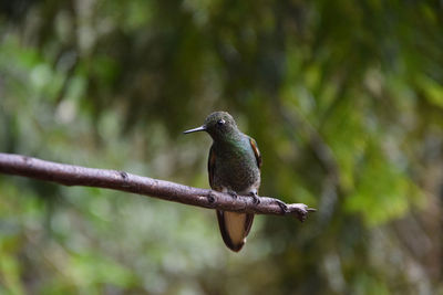 Close-up of bird perching on branch