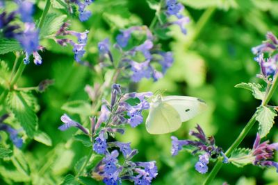 Close-up of butterfly on purple flowering plant