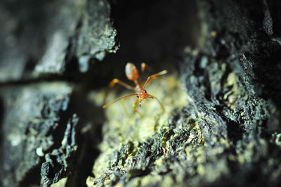 Close-up of spider on rock