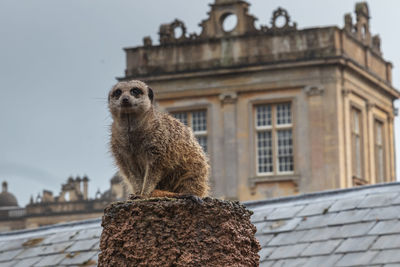 Low angle view of animal on building against sky