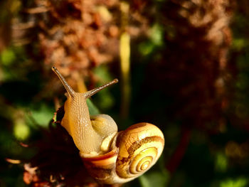 Close-up of snail on plant