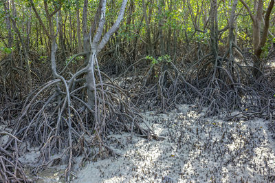 Plants growing on land in forest