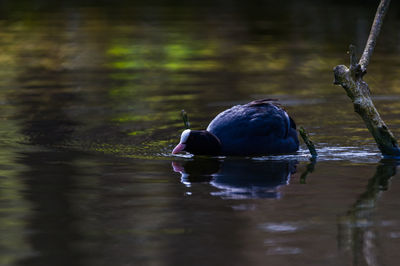 Bird in lake