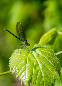 Close-up of insect on leaf