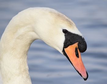Close-up of swan swimming in lake
