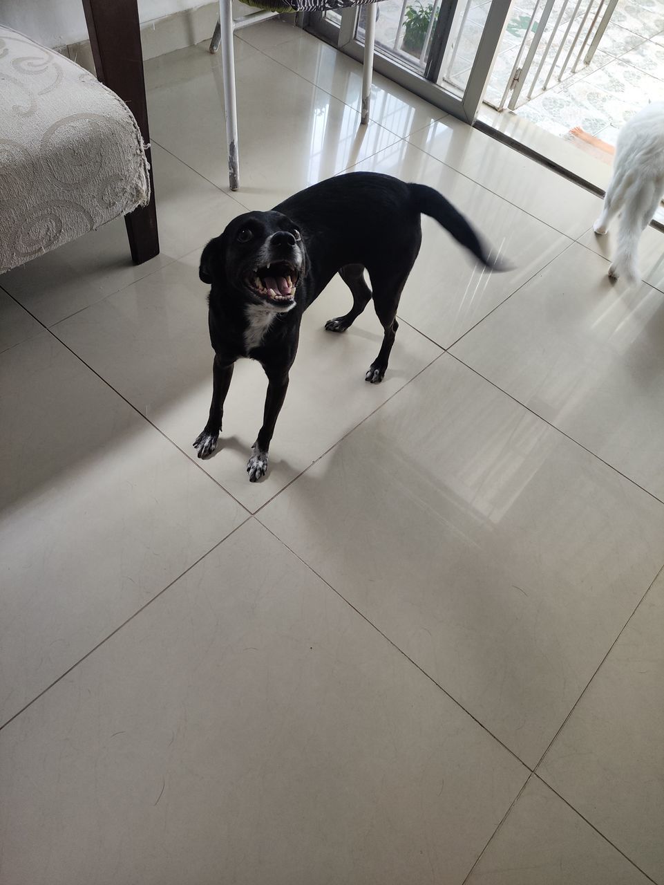 pet, domestic animals, dog, animal themes, one animal, canine, mammal, animal, black, indoors, floor, flooring, furniture, high angle view, full length, tiled floor, tile