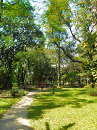 Trees in park