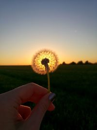 Hand holding dandelion against sky during sunset