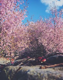 Close-up of flowers against sky