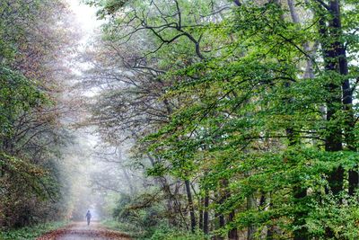 Trees in forest