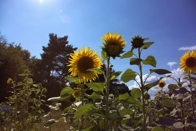 Low angle view of yellow flowering plants against sky