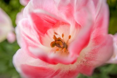 Close-up of bee on pink flower