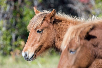 Close-up of a horse