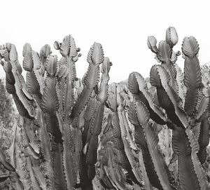 Low angle view of cactuses against clear sky