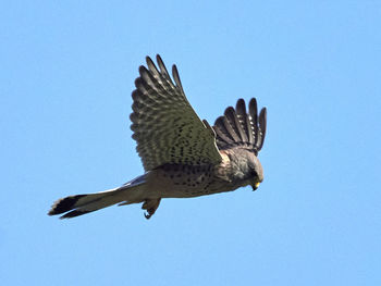 Low angle view of eagle flying against clear blue sky