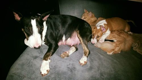 Dogs relaxing on floor