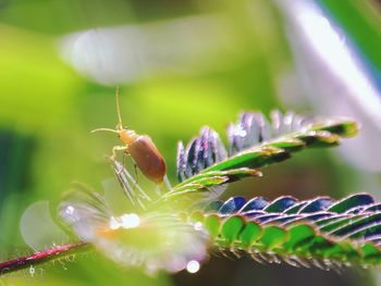 Close-up of insect on purple flower