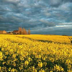 Scenic view of field against cloudy sky