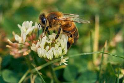 Close-up of bee pollinating on flower