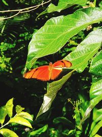 Close-up of butterfly on leaf