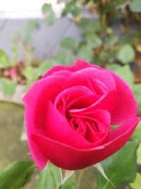 Close-up of pink rose blooming outdoors