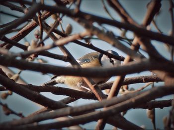 Close-up of bird perching on branch