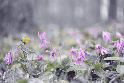 Close-up of pink flowering plants