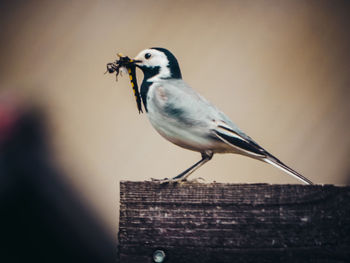 Close-up of bird perching on a wall