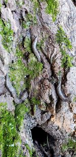 Full frame shot of tree trunk