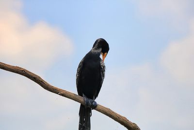 Low angle view of bird perching against sky