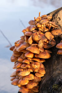 Close-up of mushrooms growing on land