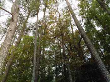 Low angle view of trees in forest