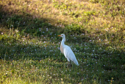 Eastern cattle egret bubulcus ibis forages for food in the grass in naples, florida