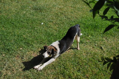 View of a dog on grass