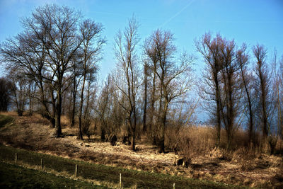 Bare trees on field against sky