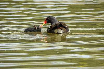 Black swan swimming in lake