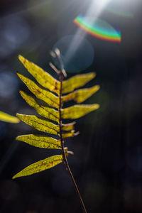 Close-up of plant