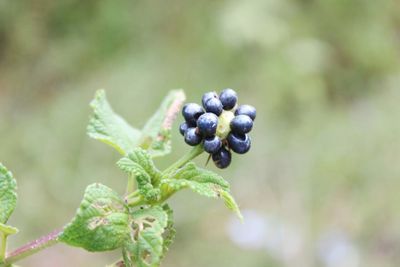 Close-up of black fruit