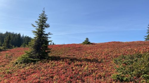 Scenic view of field against sky during autumn