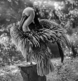 Close up of an animal